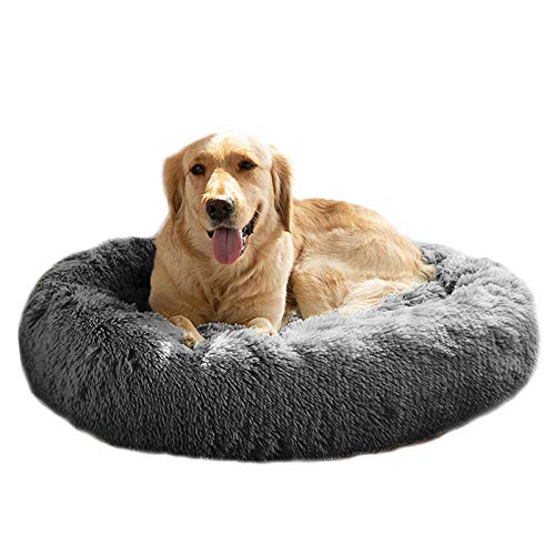 Best dog bed in 2022 [Based on 50 expert reviews]